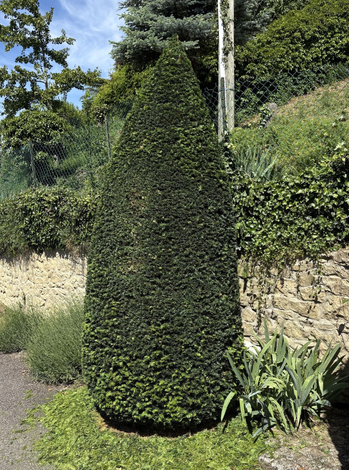 Taille de cyprès à Vienne en Isère