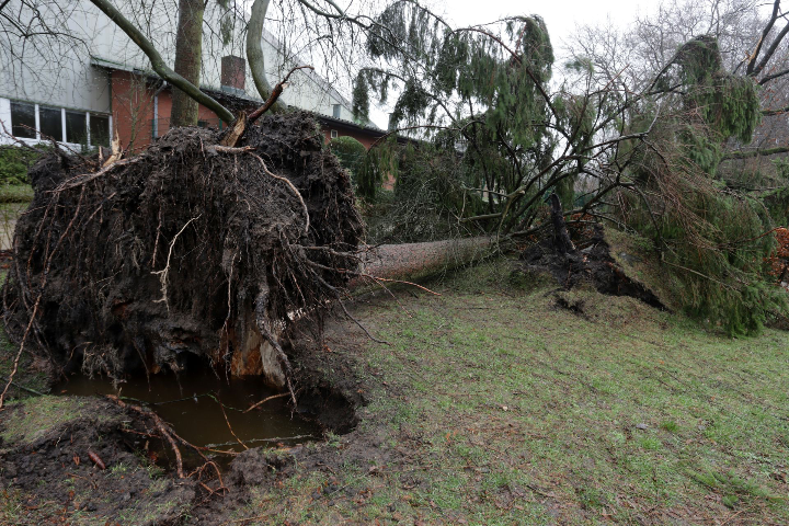 Arbre déraciné suite à une tempête