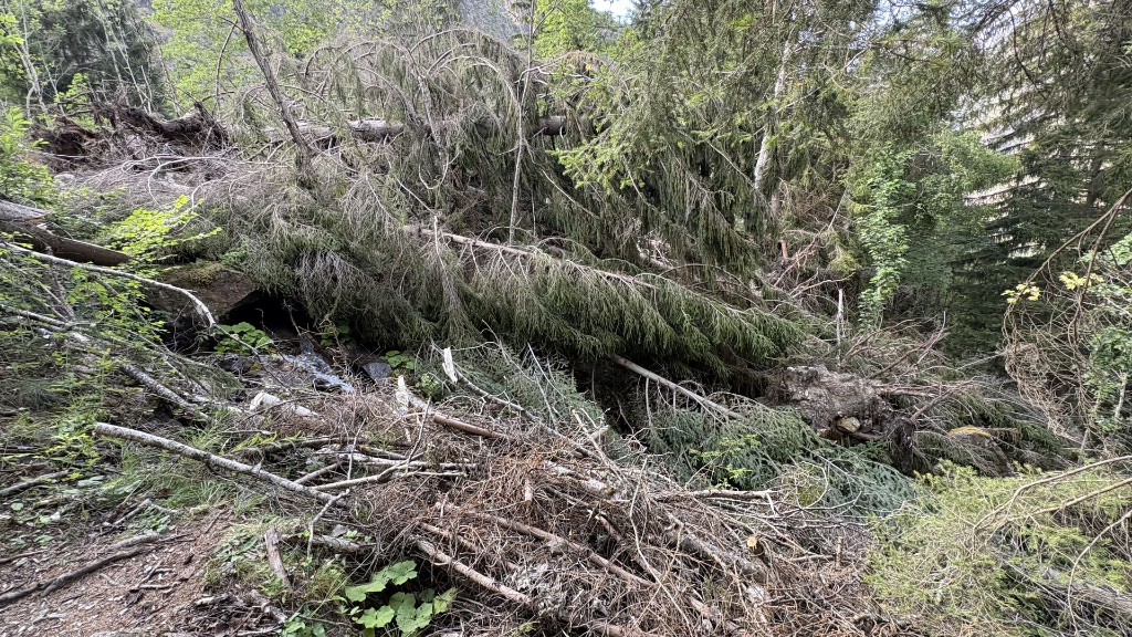 Dégât d'une tempête sur des arbres