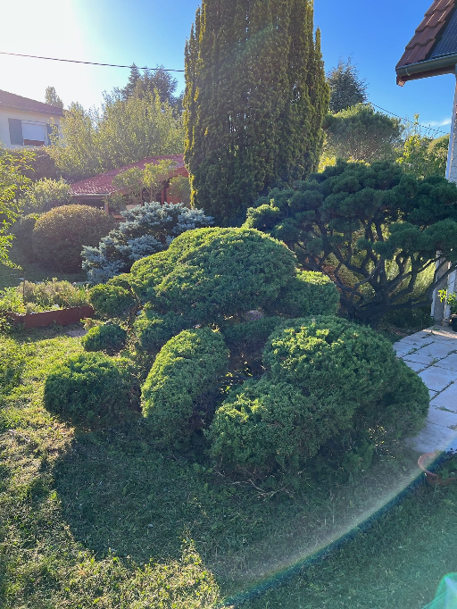 Taille d'arbuste à Vienne en Isère