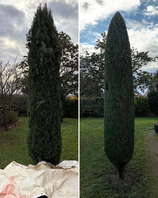 Taille d'arbuste à la Verpillière Avant/après taille d'un arbuste à la Verpillière en Isère