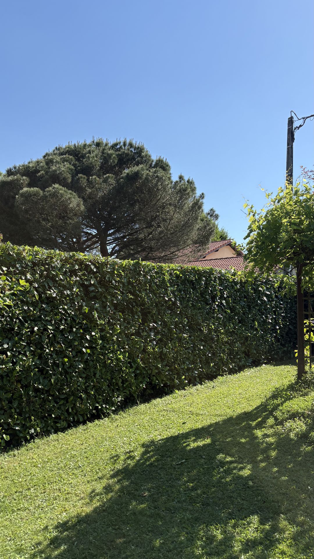 Taille de haie à Vienne Taille de haie à Vienne