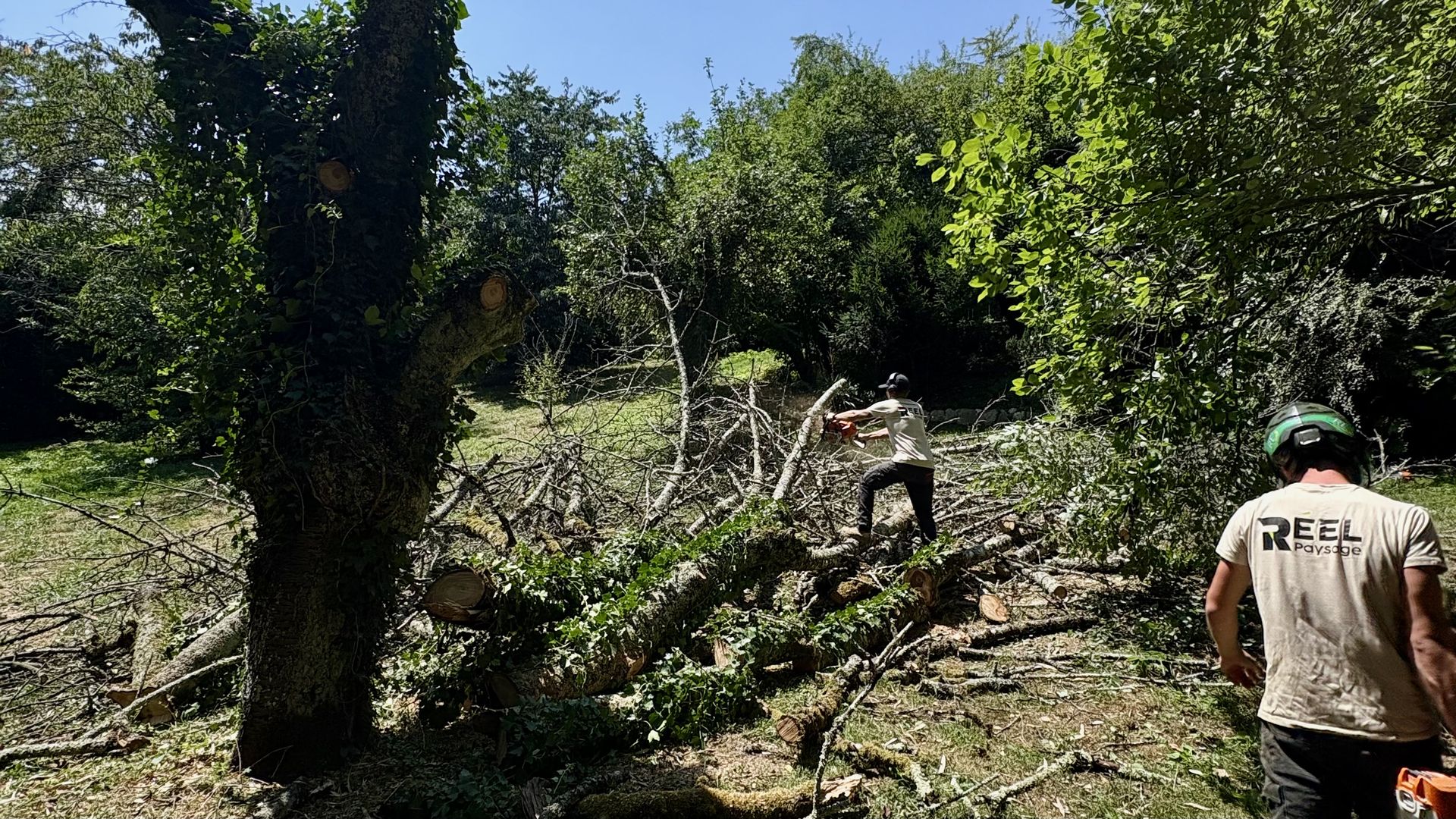 Démontage arbres morts