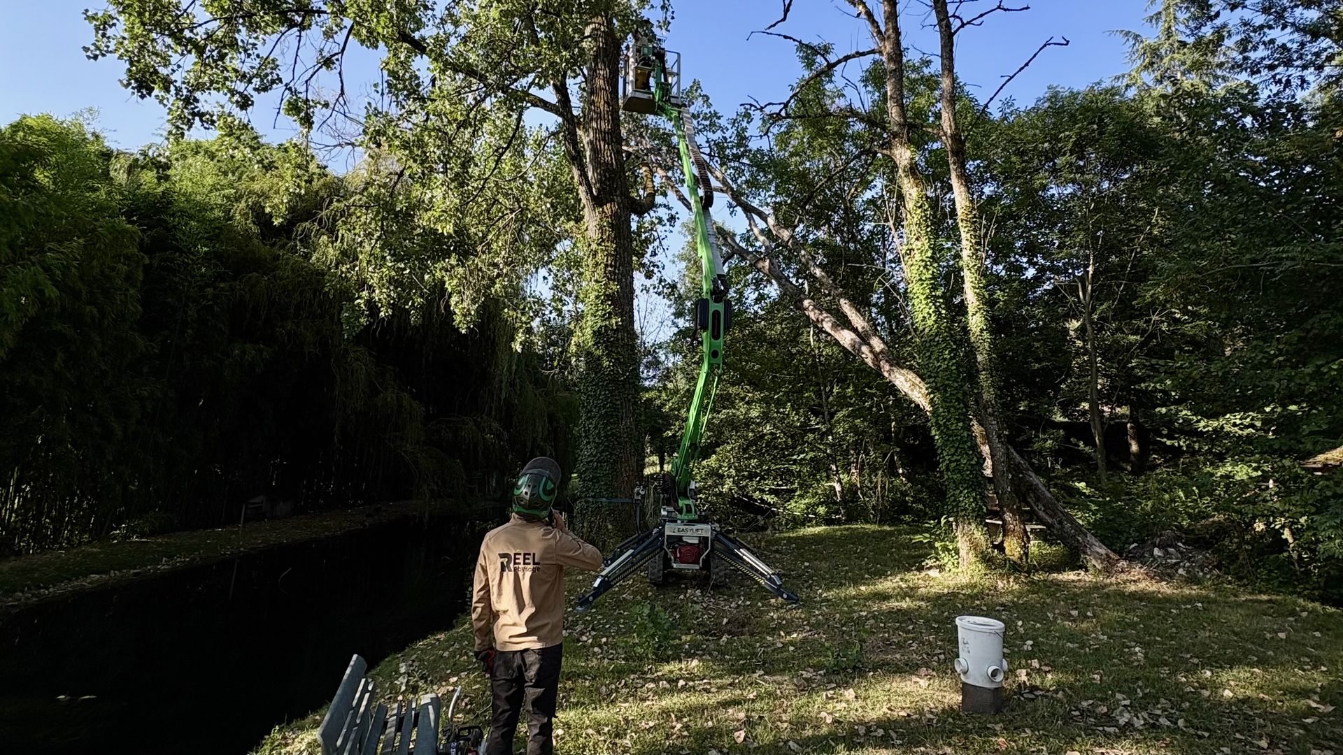 abattage arbres morts